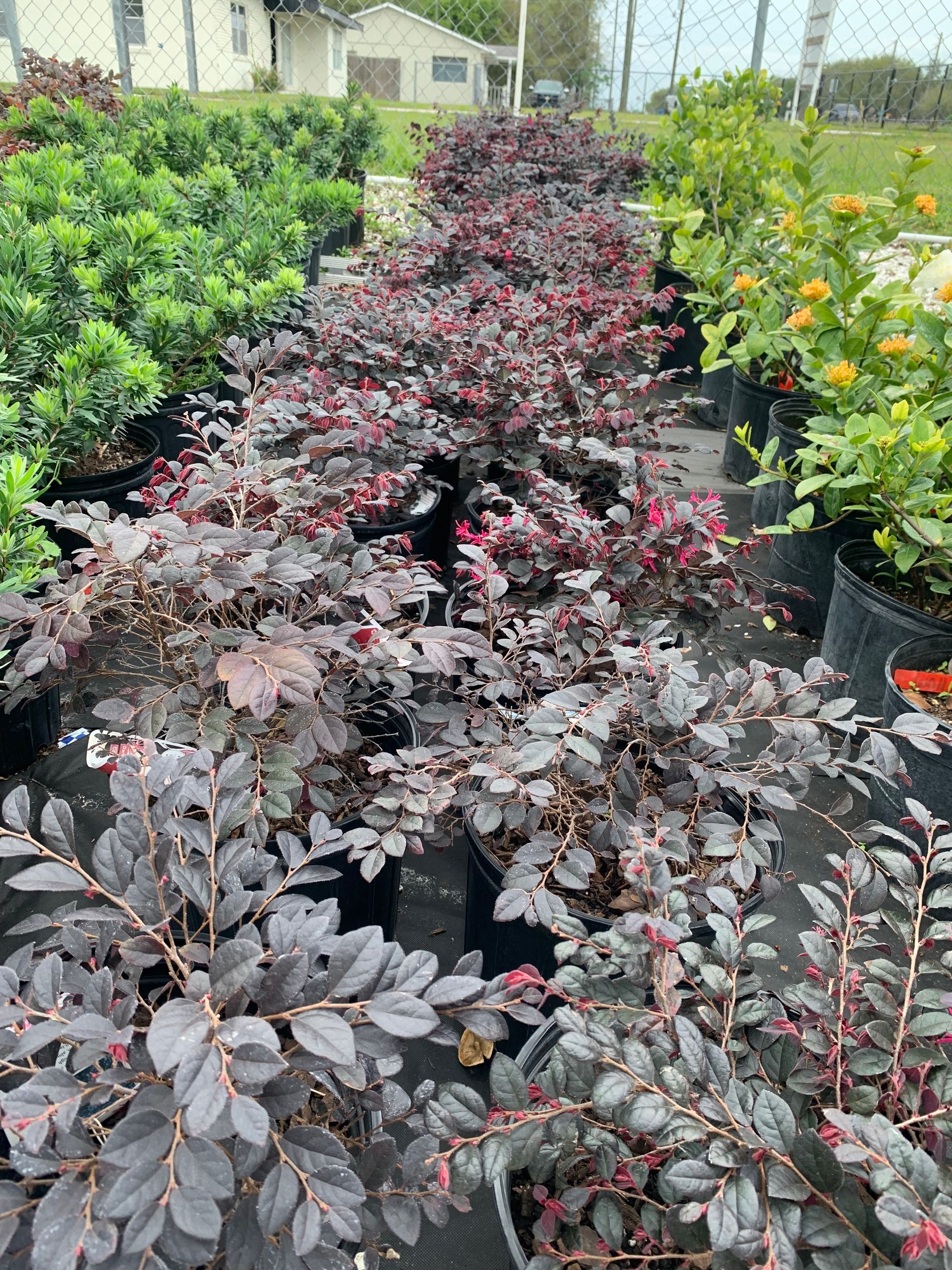 Bushes | Wesley Chapel, FL