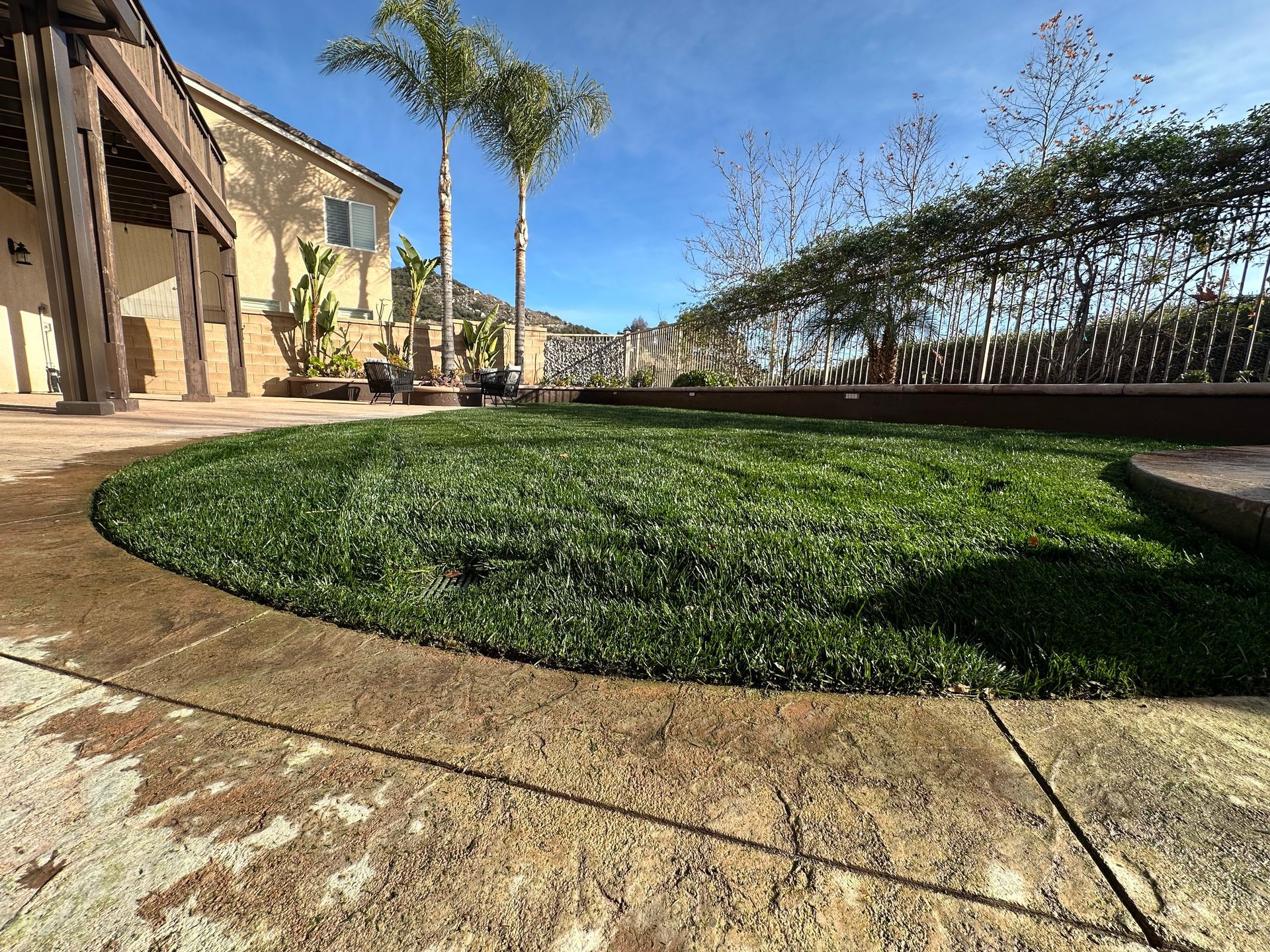 A lush green lawn in front of a house with palm trees.