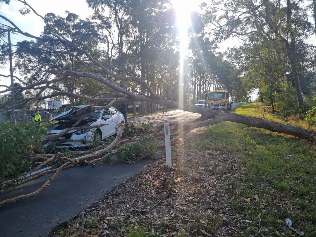 A Car is Sitting on the Side of the Road Next to a Fallen Tree — Wyong and Tuggerah Towing Service in Tuggerah, NSW