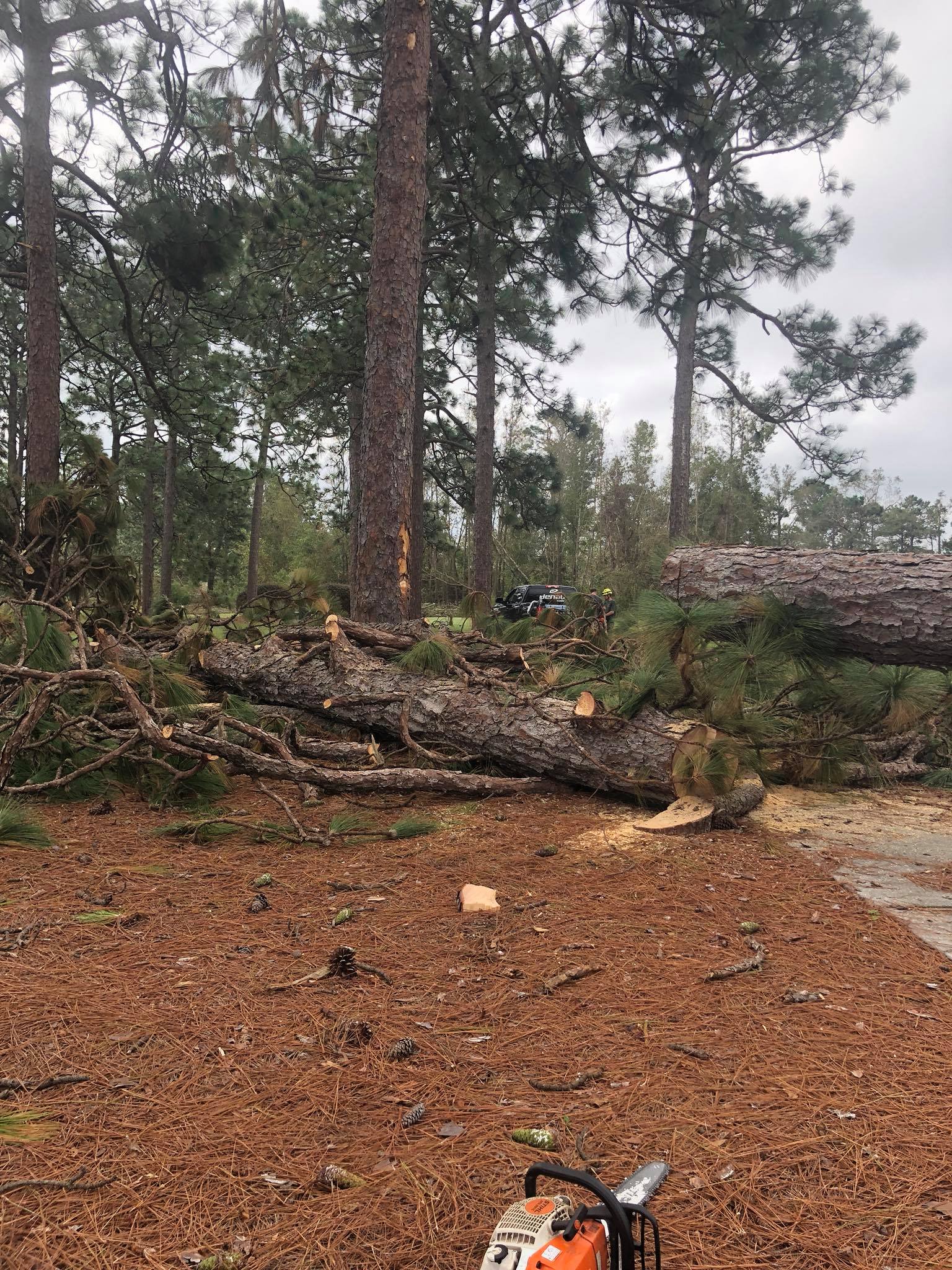 Acworth Tree Service Experts Tree Removals Landscaping