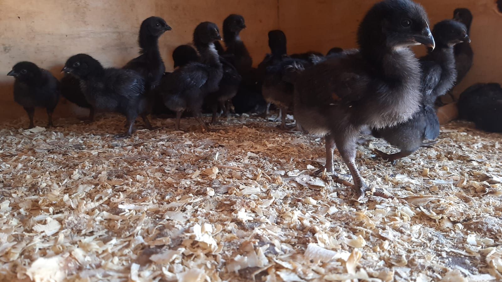 Un grupo de polluelos negros en un recinto de madera con virutas de madera.
