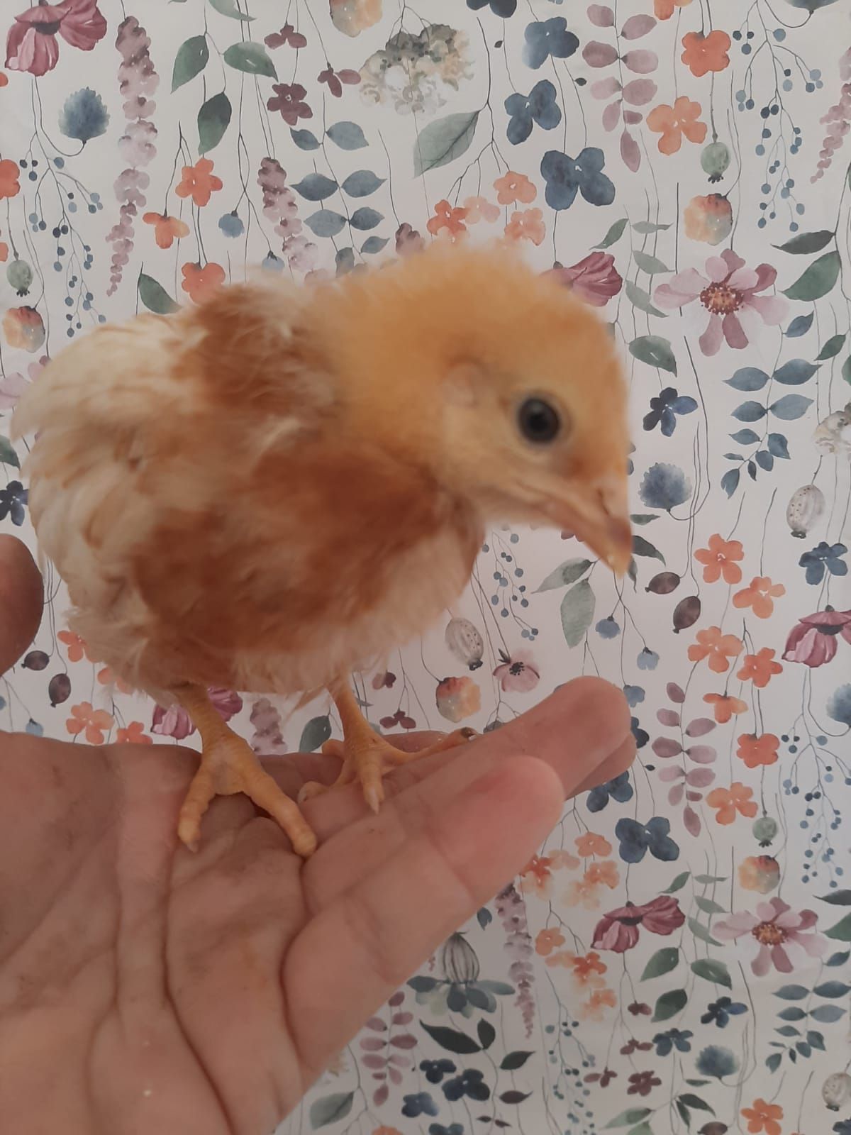 Un pollito amarillo y esponjoso se posa en la mano abierta de alguien. Fondo floral.
