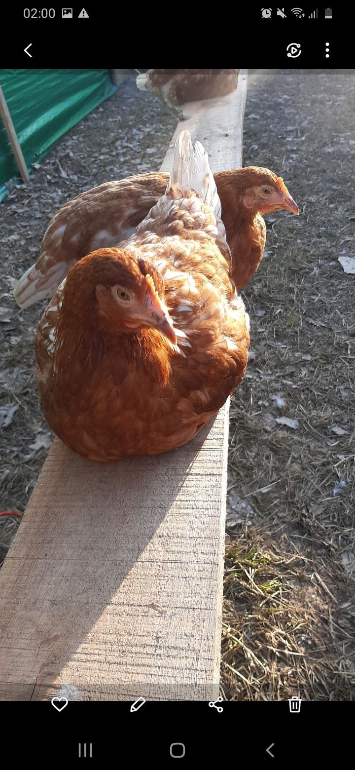 Tres pollos marrones posados sobre una tabla de madera afuera, bajo la luz del sol.