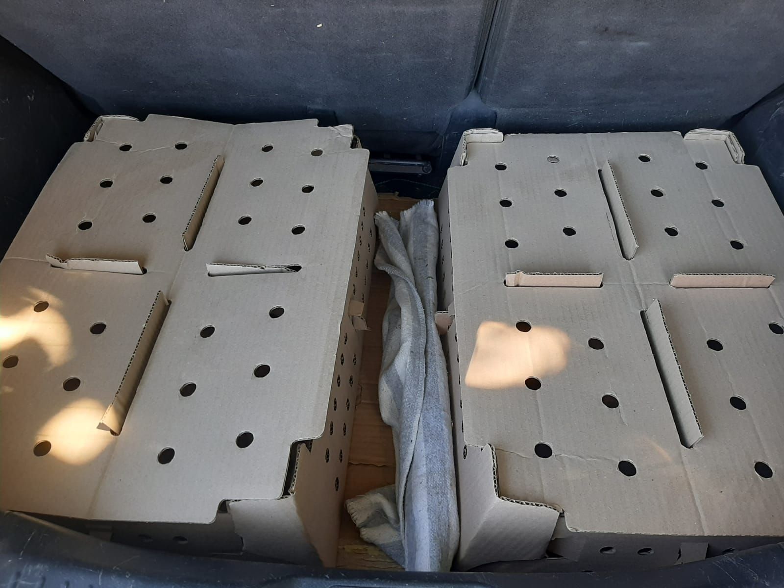 Dos cajas de cartón con agujeros en el maletero de un coche.