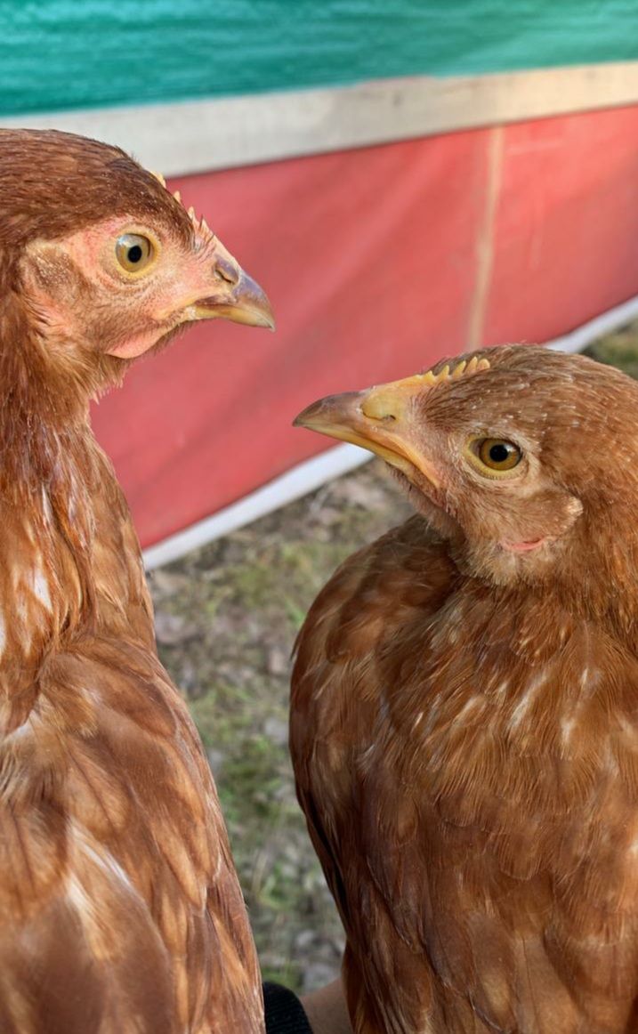 Dos polluelos marrones mirando hacia la parte superior izquierda, con un fondo rojo y verde.