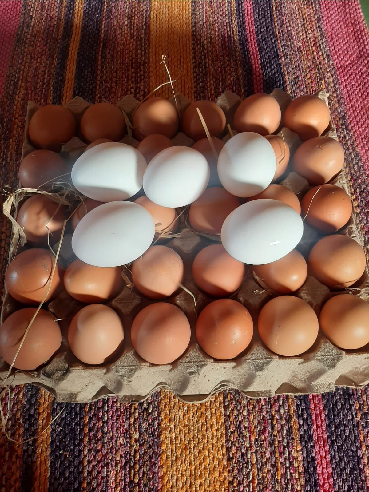 Cartón de huevos de cartón con huevos marrones y blancos.