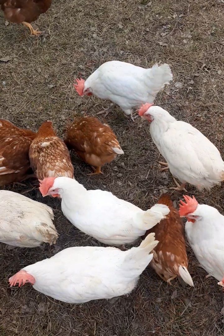 Pollos de plumaje blanco y marrón en un entorno al aire libre con césped, picoteando el suelo.