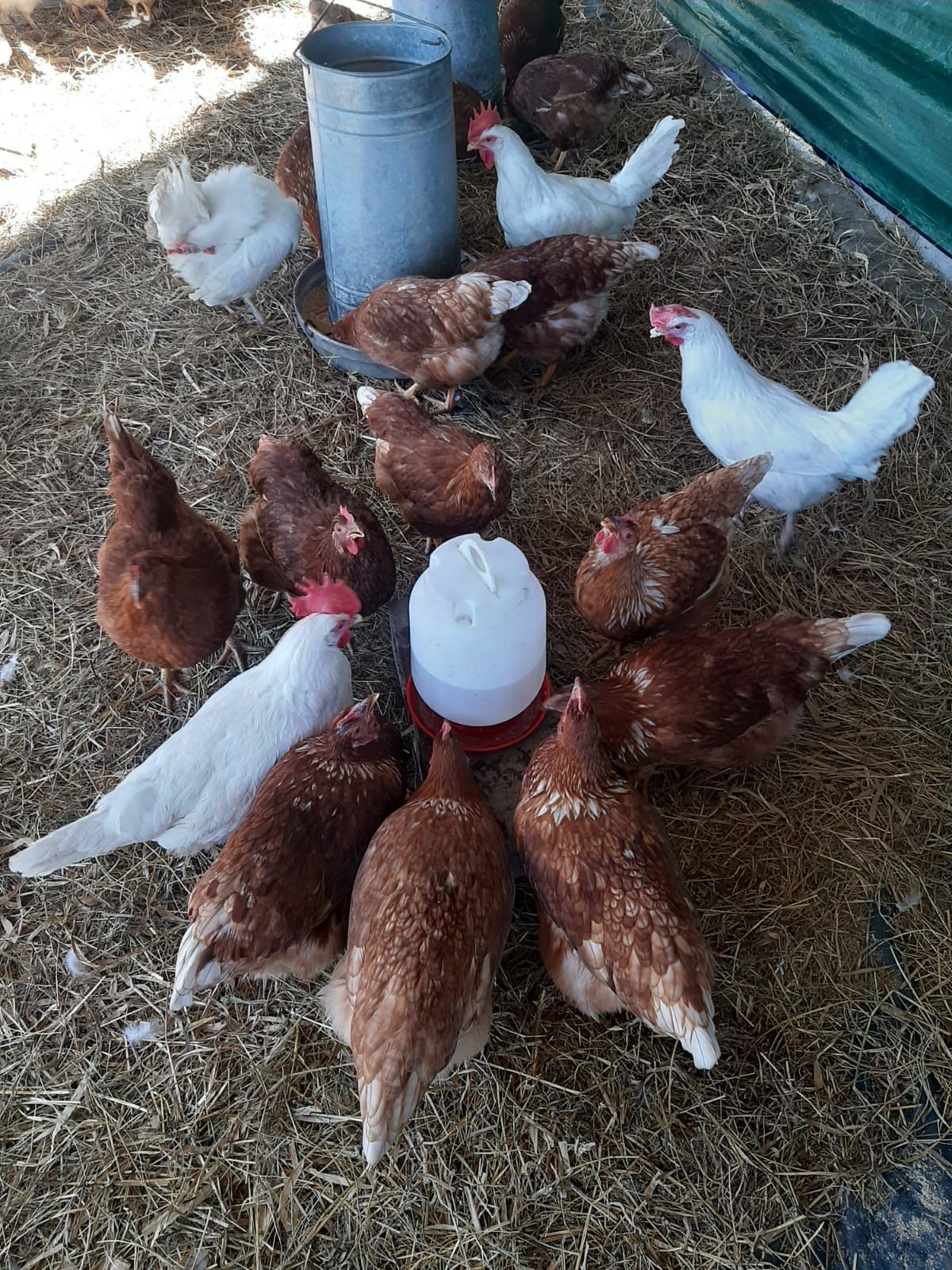 Pollos alrededor de un dispensador de agua, algunos blancos, la mayoría marrones, en un recinto cubierto de paja.