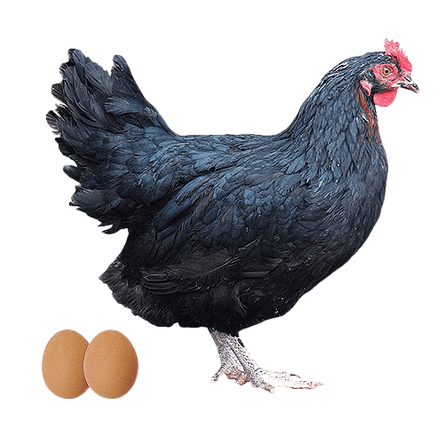 Gallina negra de pie con dos huevos marrones.