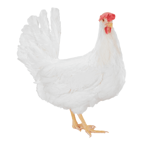 Pollo blanco con cresta y carúncula rojas de pie sobre un fondo blanco.