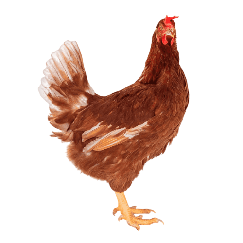 Gallina marrón con cresta roja y carúncula sobre un fondo blanco.