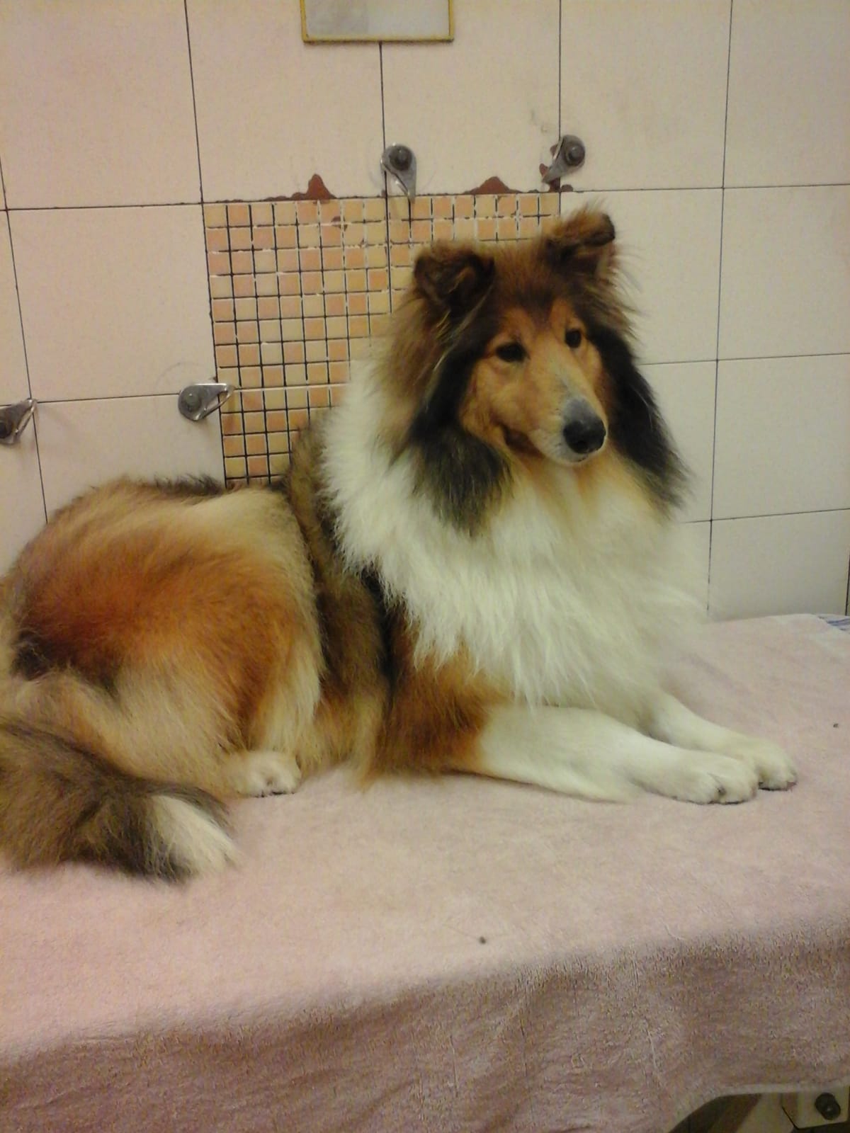 servizio di toelettatura cani