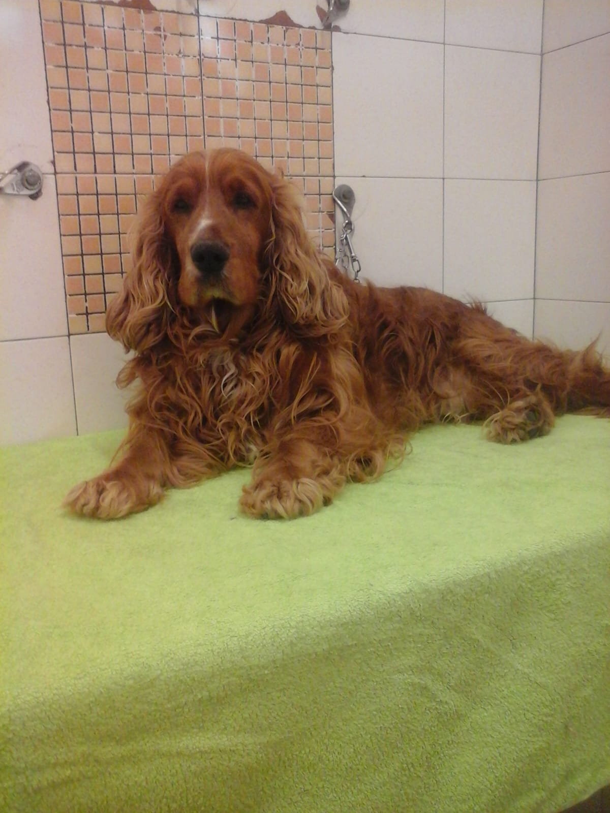 servizio di toelettatura cani