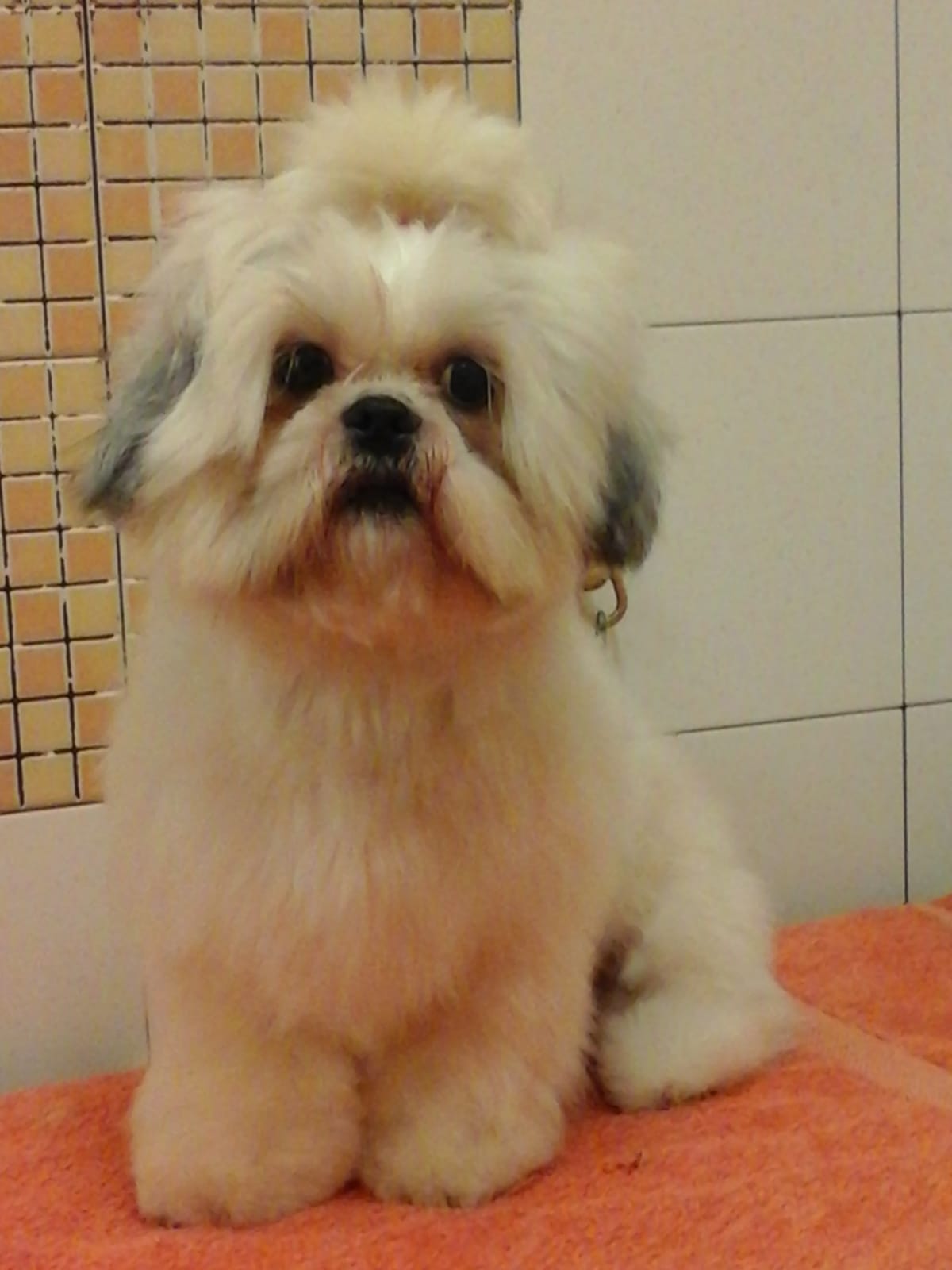 servizio di toelettatura cani