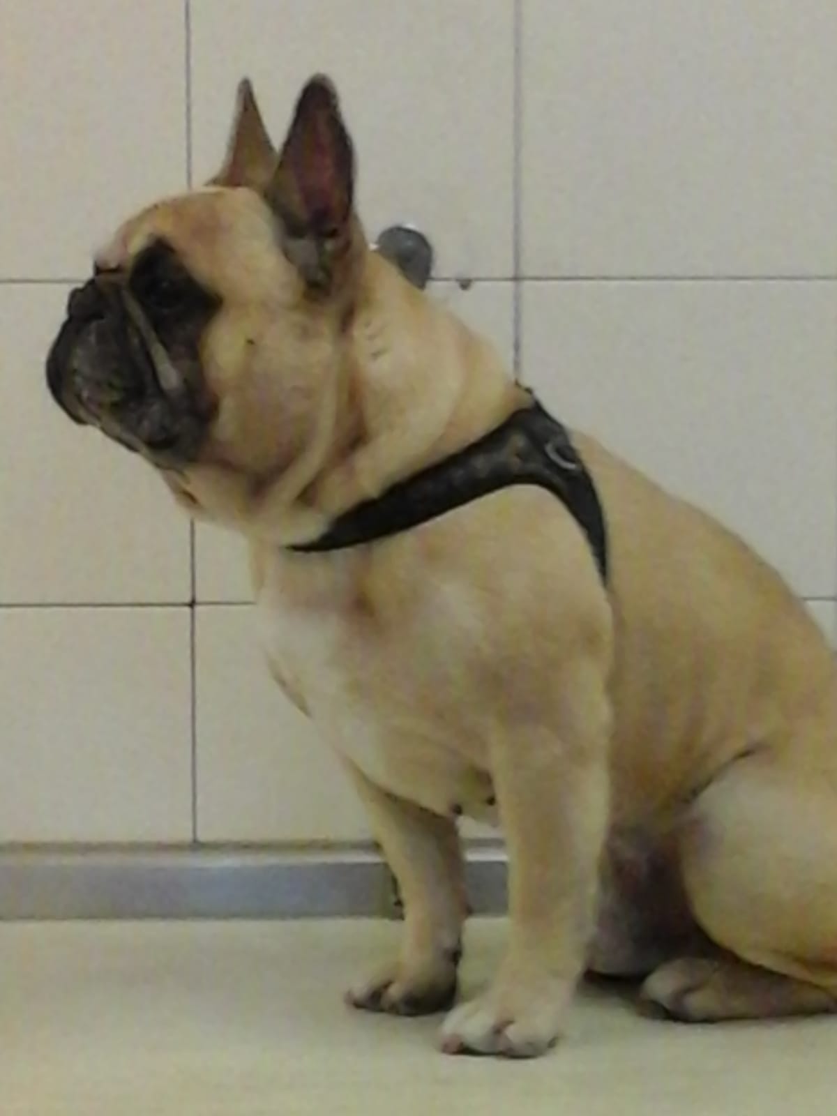 servizio di toelettatura cani