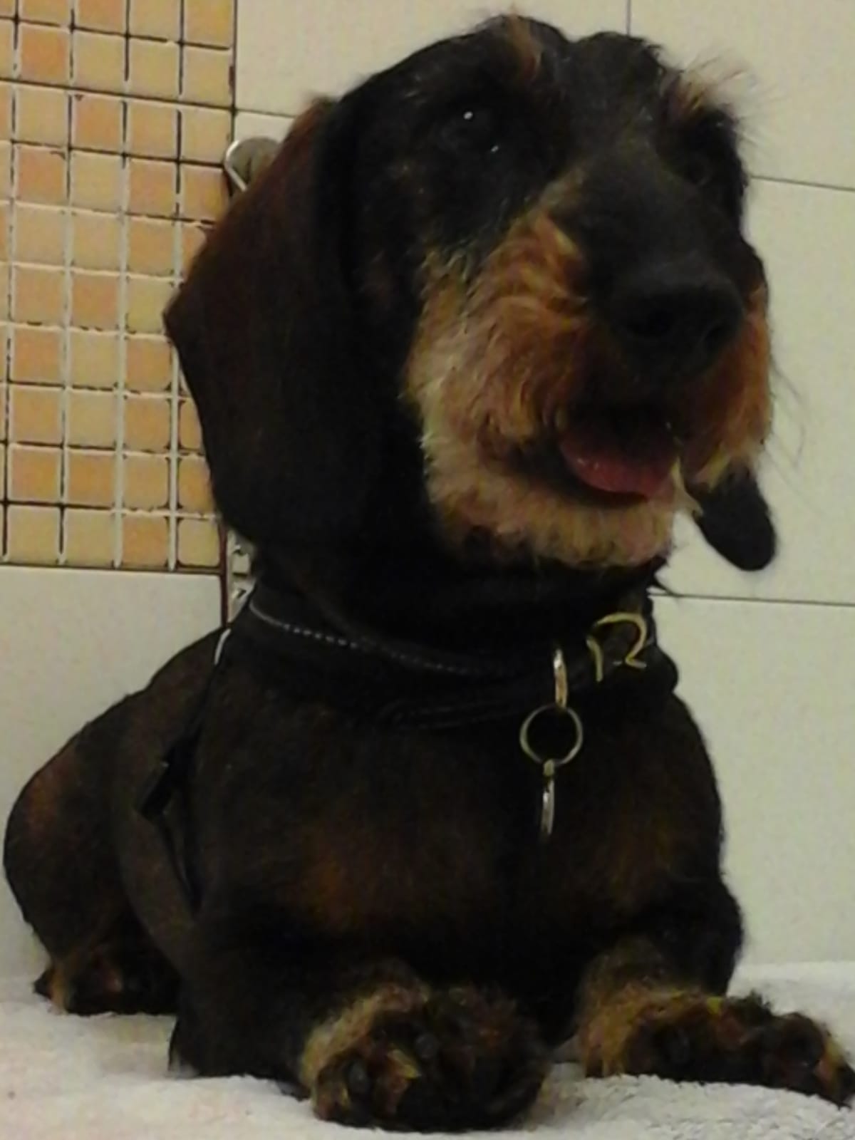 servizio di toelettatura cani