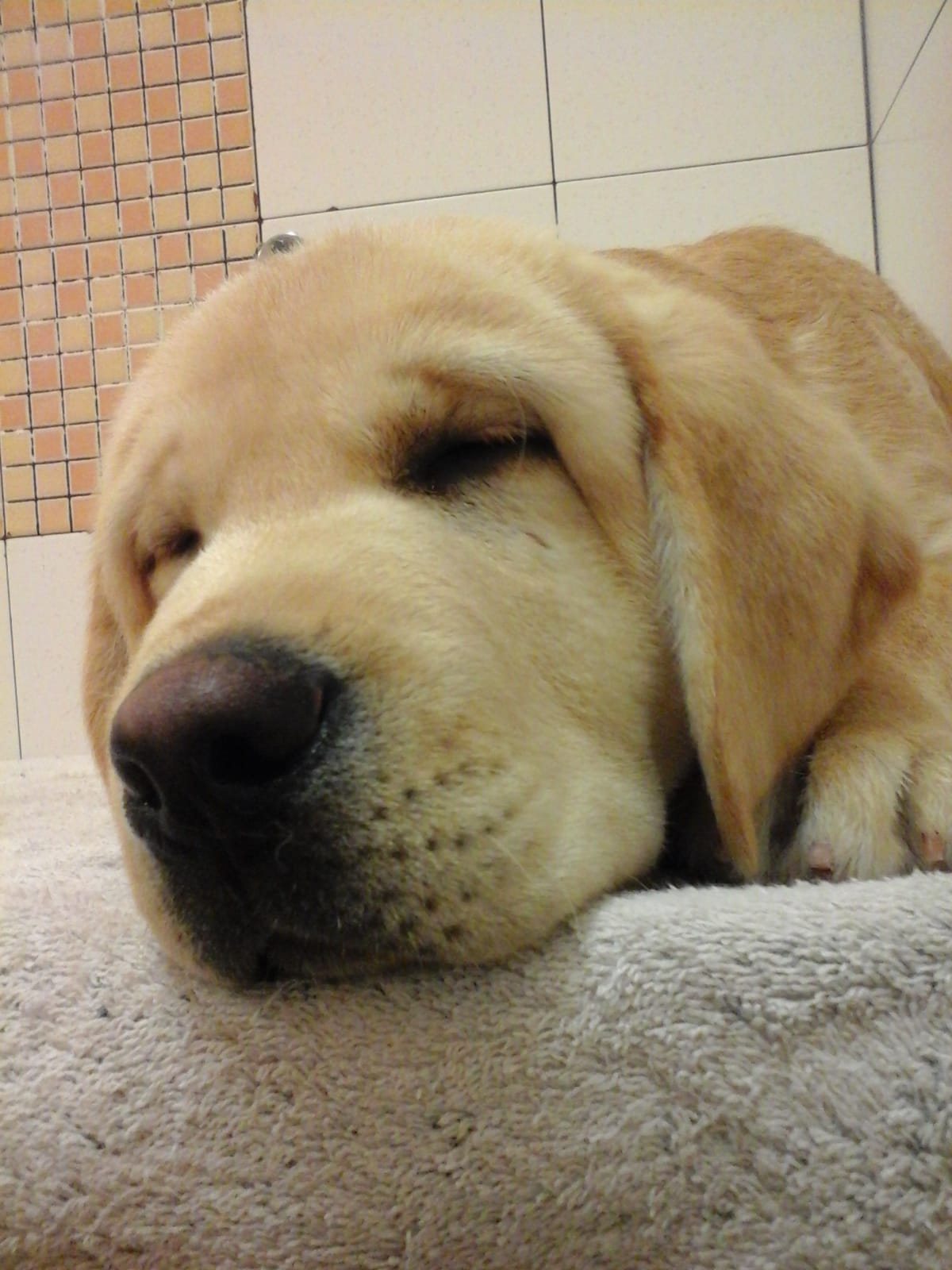 servizio di toelettatura cani