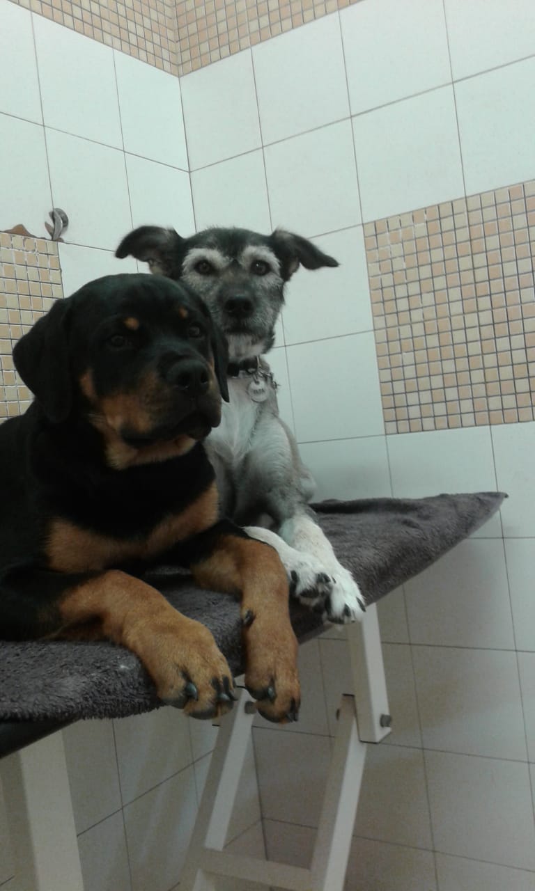 servizio di toelettatura cani