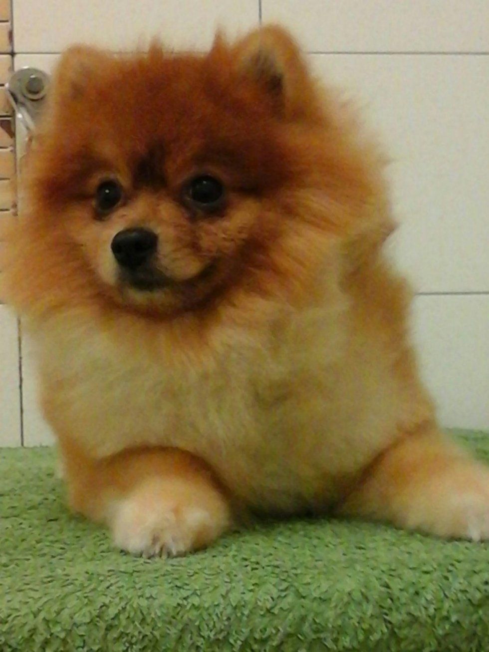 cura del pelo per cani