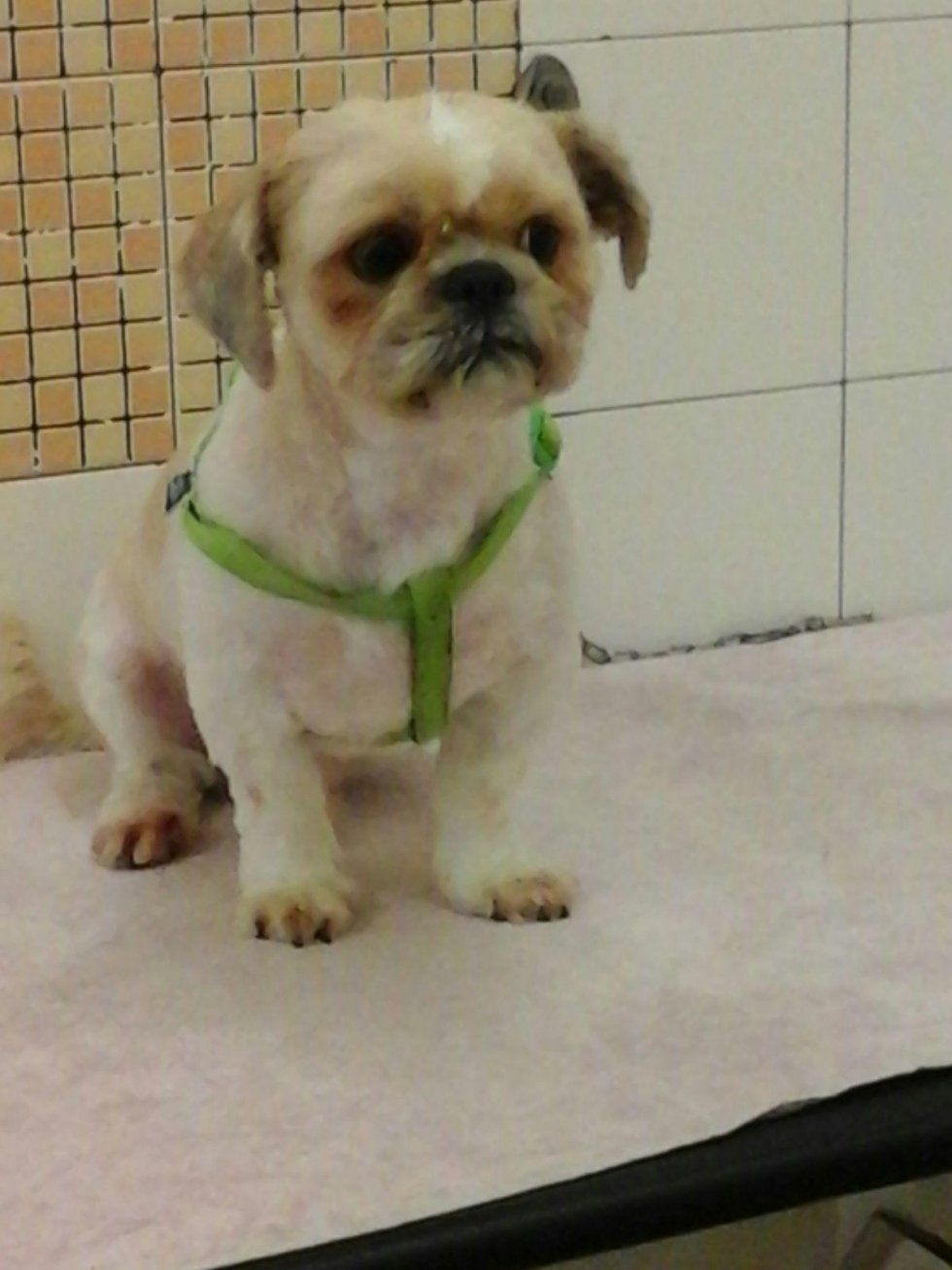 servizi per cani di piccola taglia