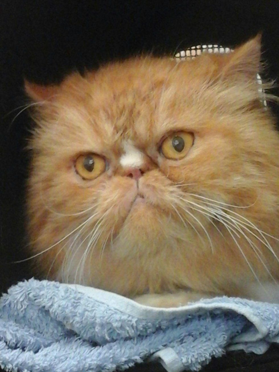 toelettatura per gatti