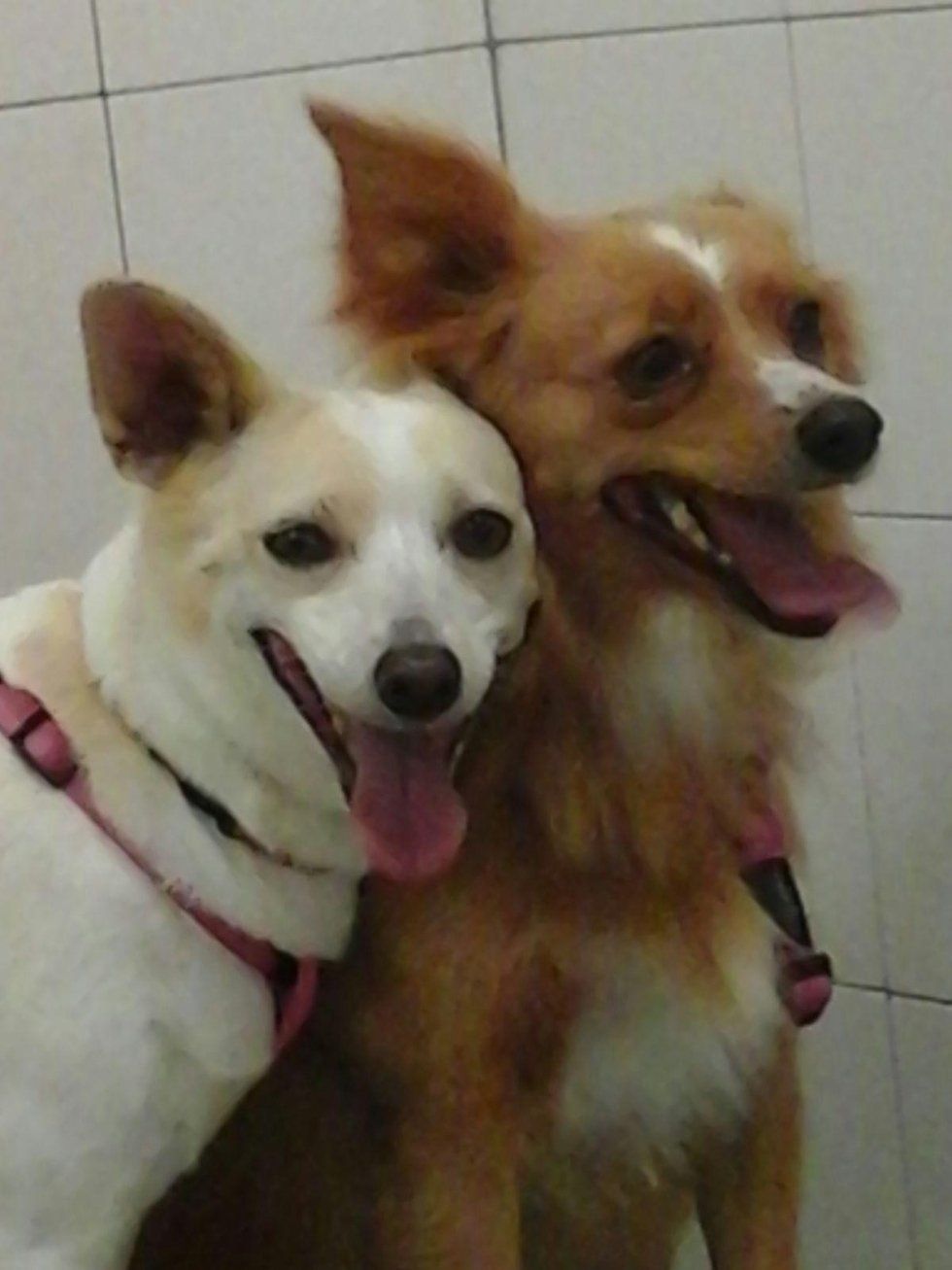 toelettatura per cani