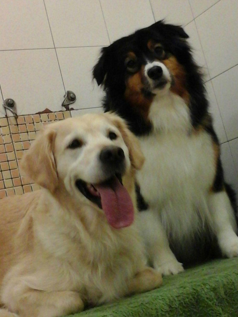 servizi di toelettatura per cani