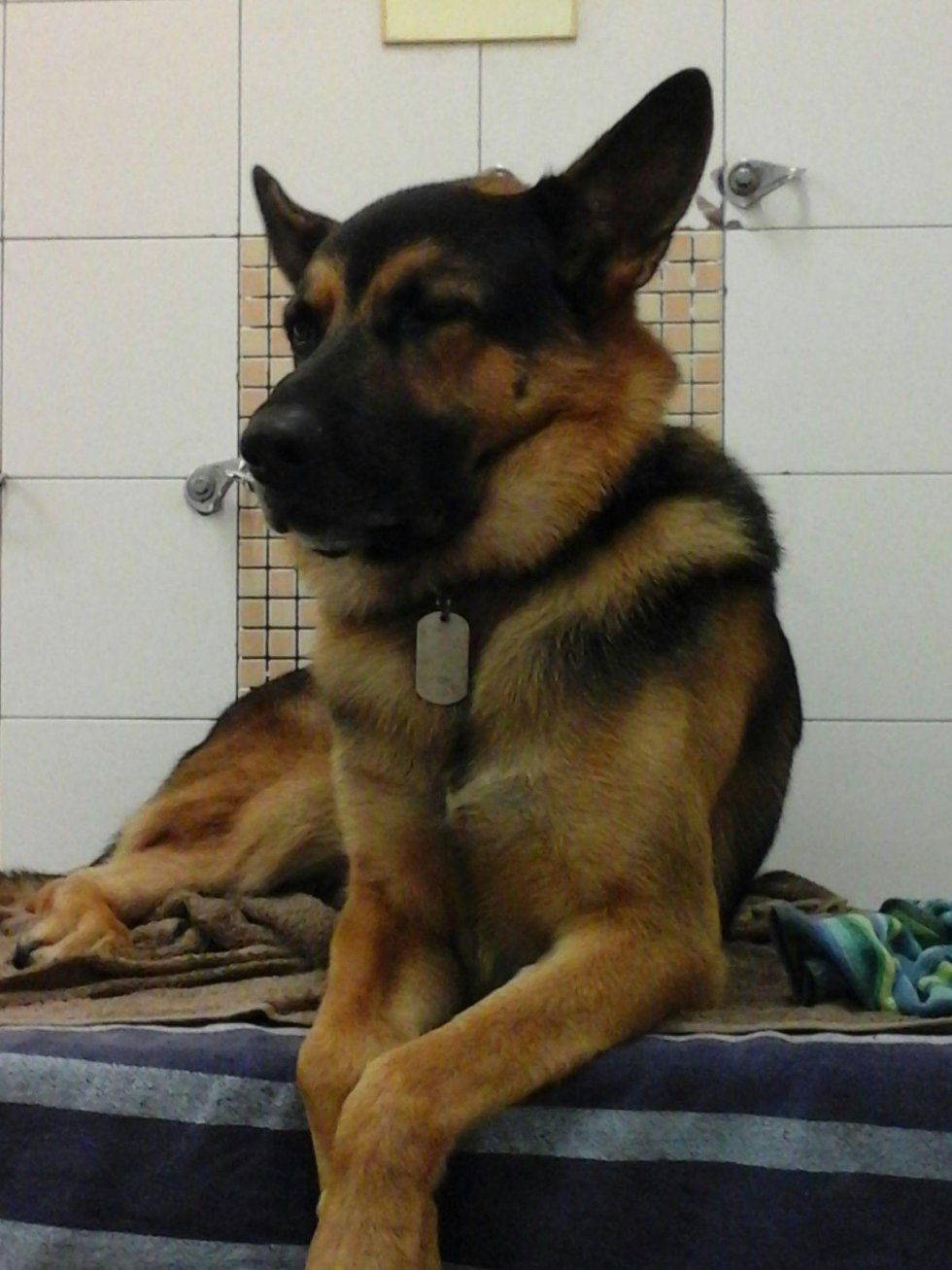 cura del pelo per cani