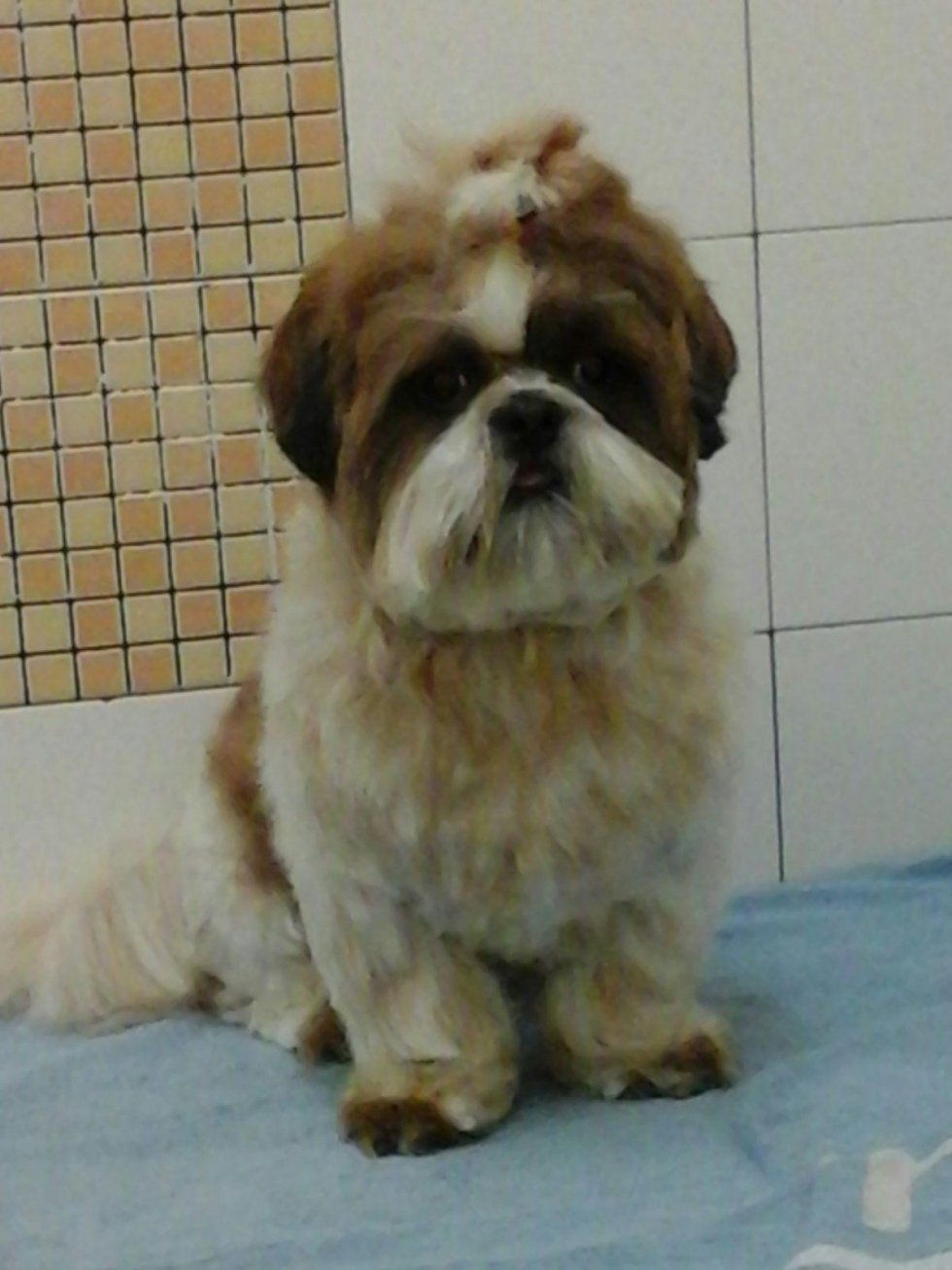 stripping e toelettatura per cani