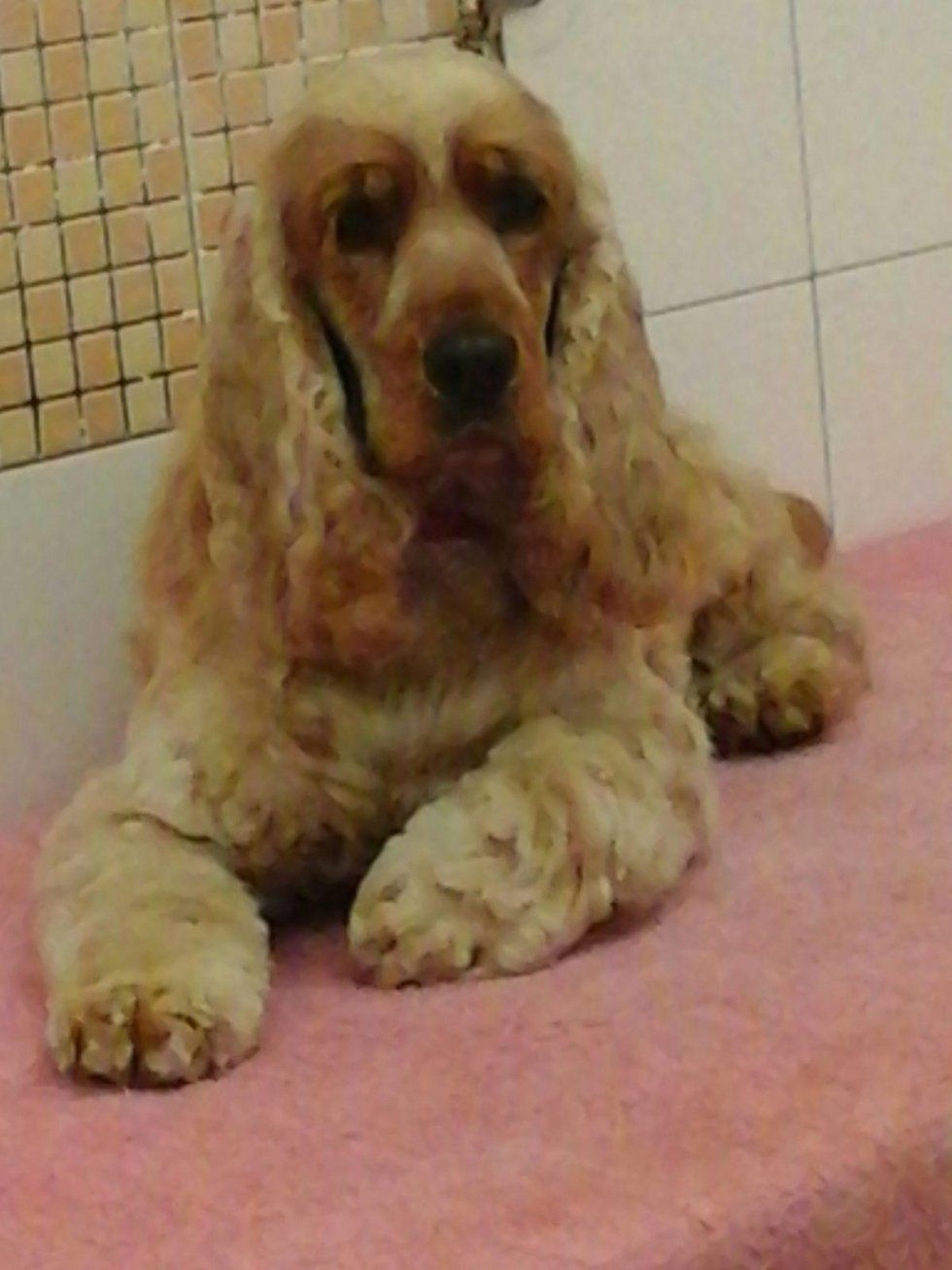 servizio di toelettatura per cani