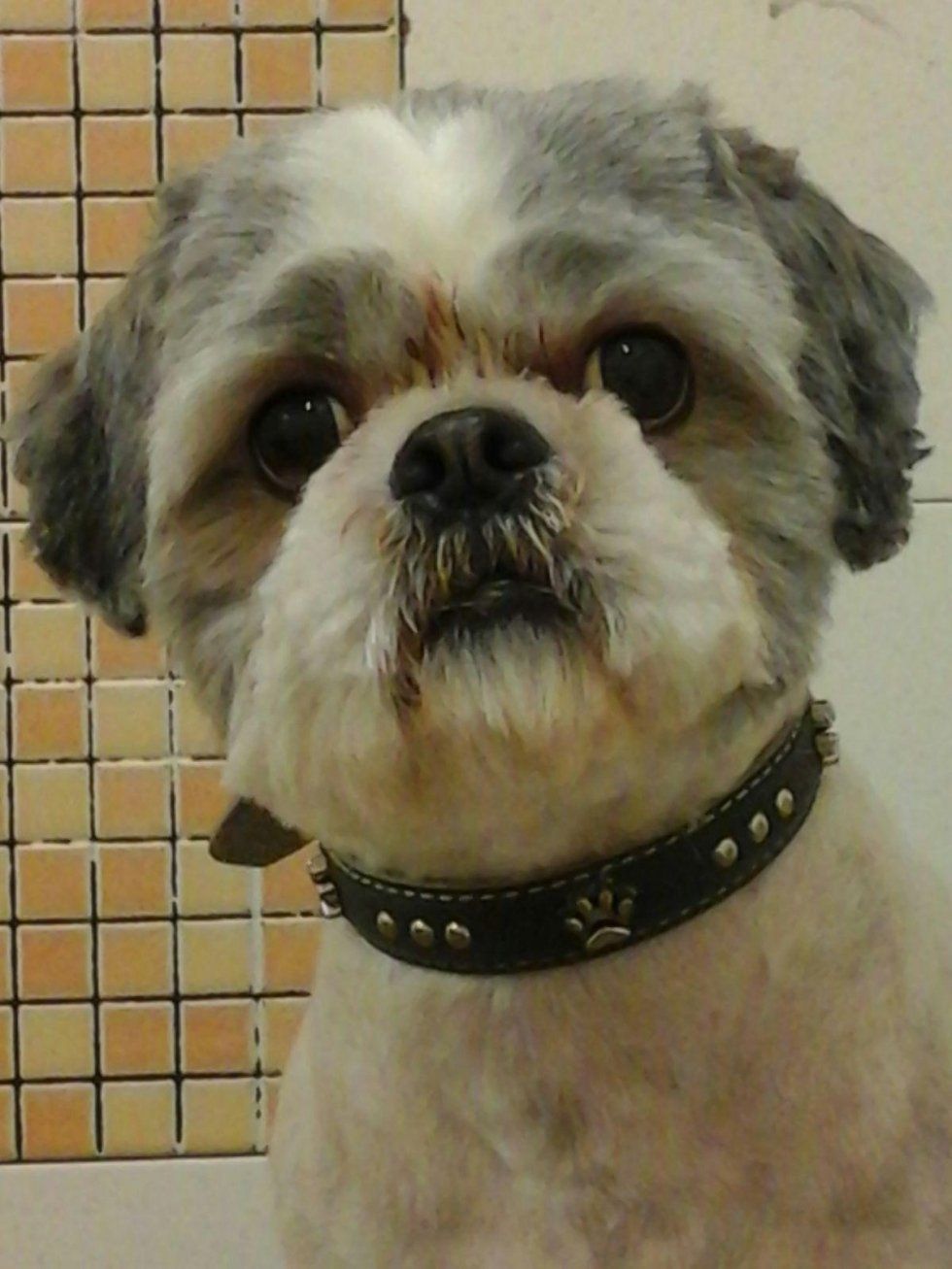 collari e accessori per cani