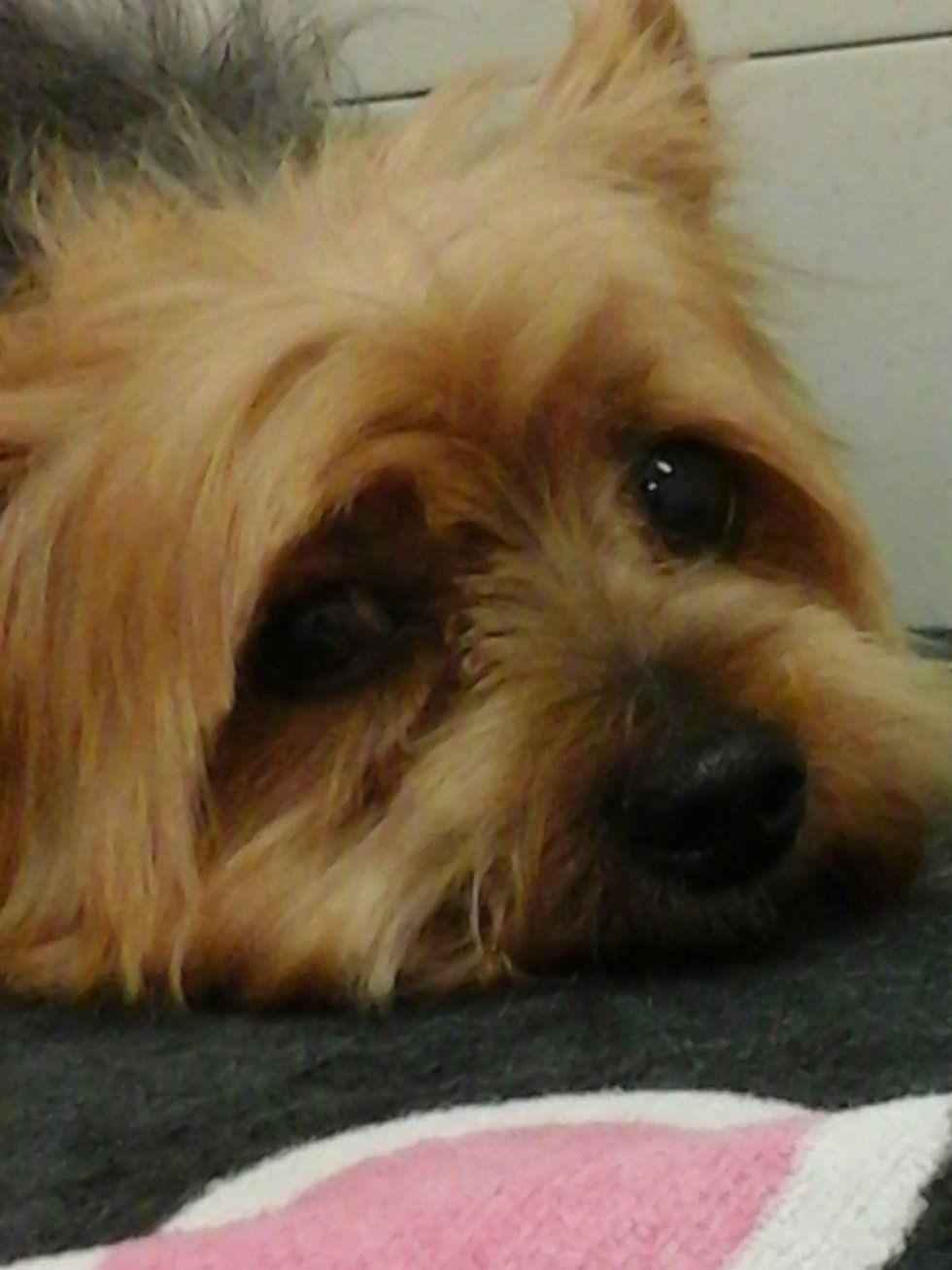 toelettatura per cani