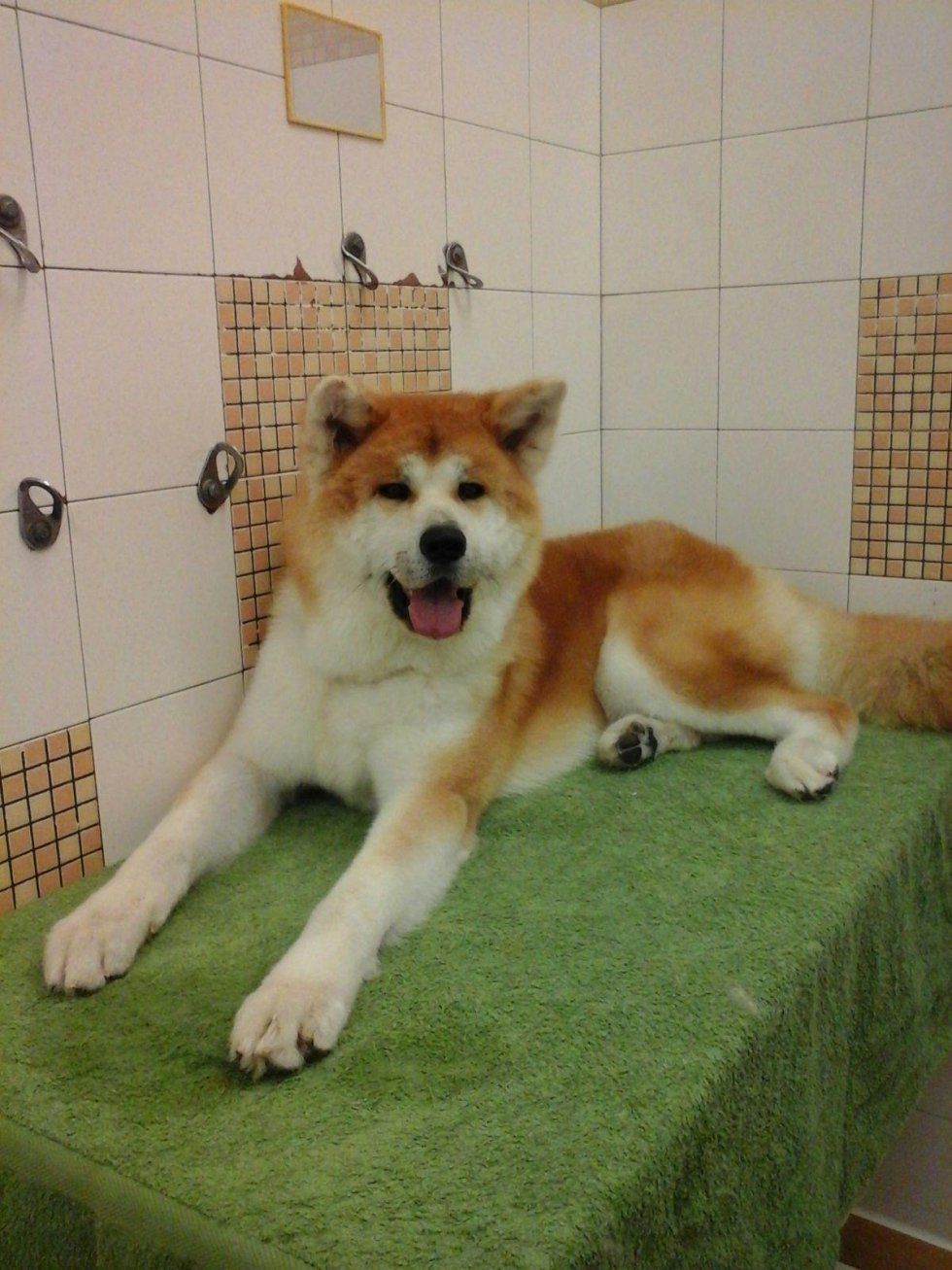 toelettatura cani di grande taglia