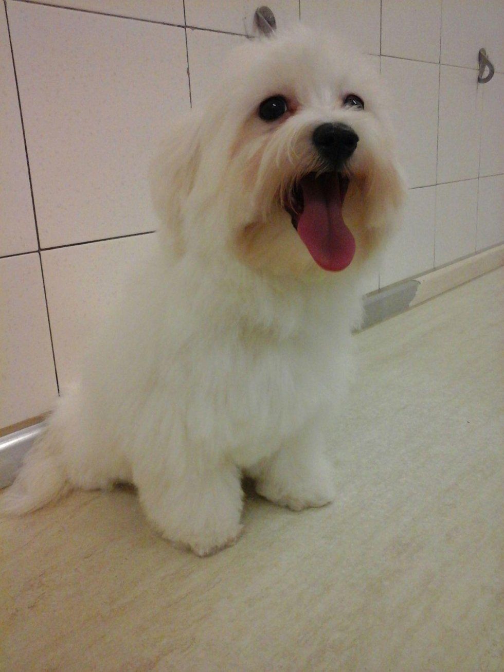 tolelettatura per cane