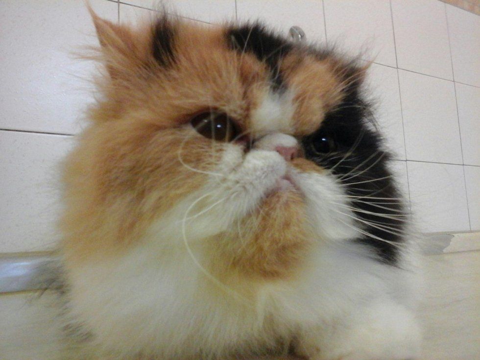 toelettatura per gatto