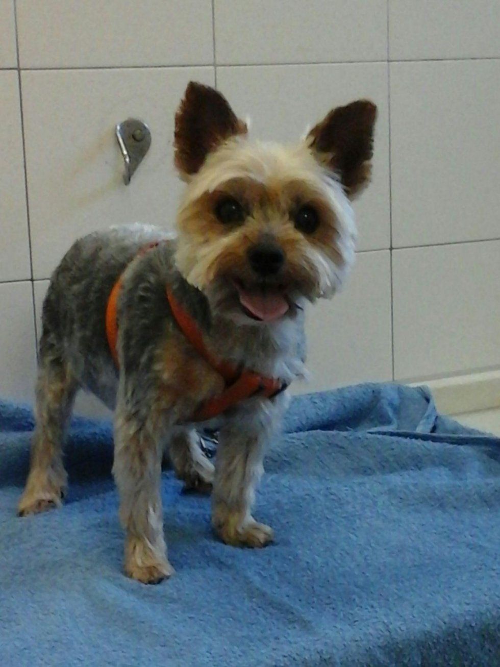 toelettatura per cani