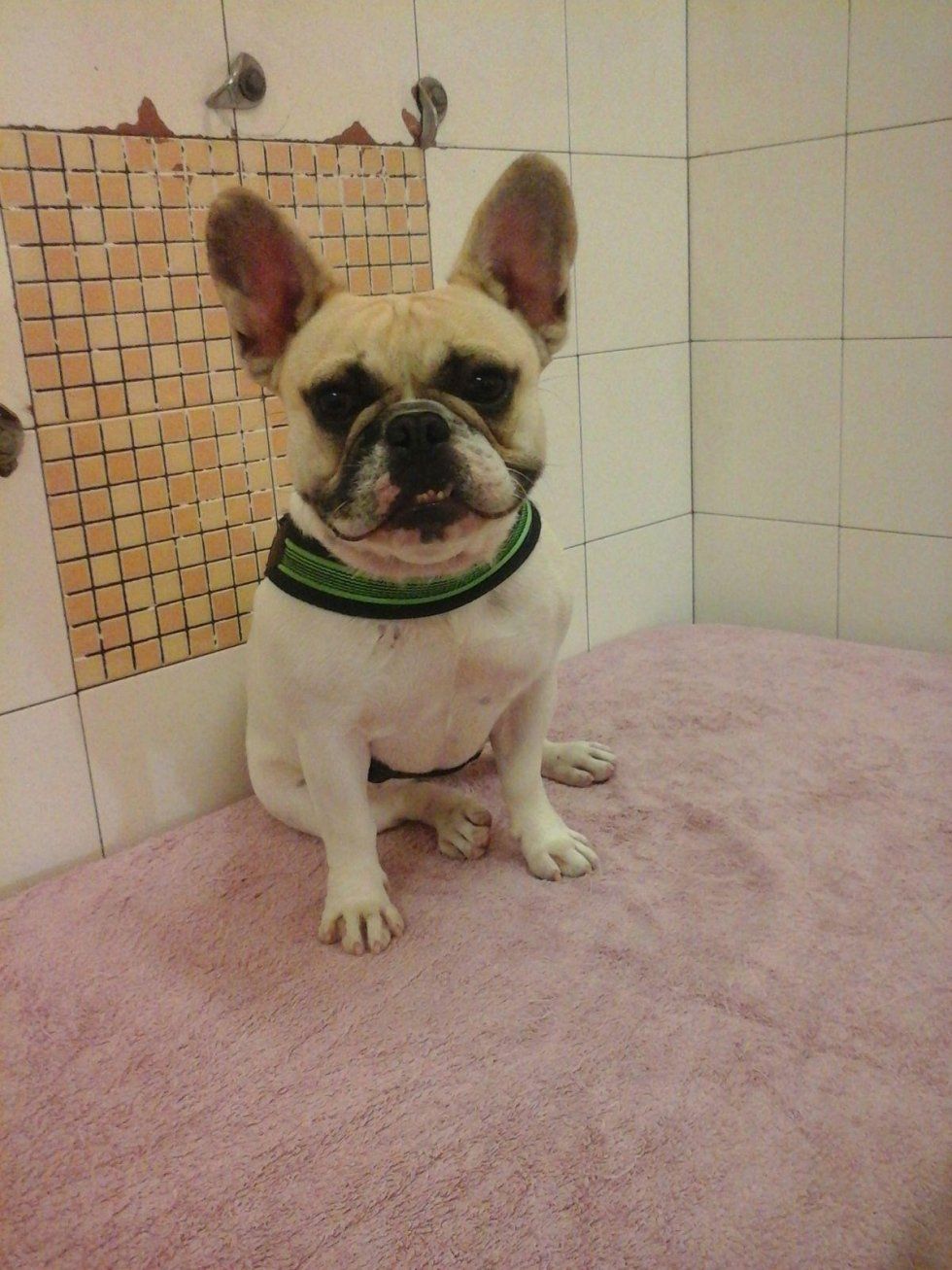 cane a di piccola taglia