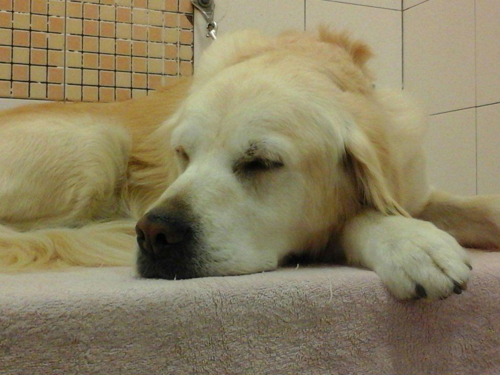 servizio di toelettatura per cani