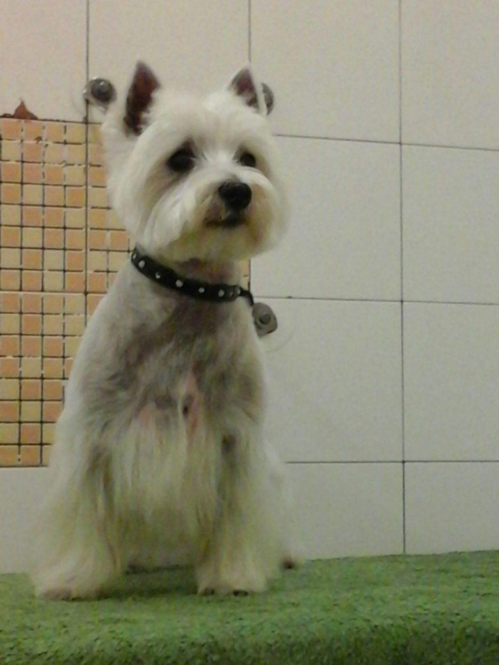 servizio di toelettatura per cane