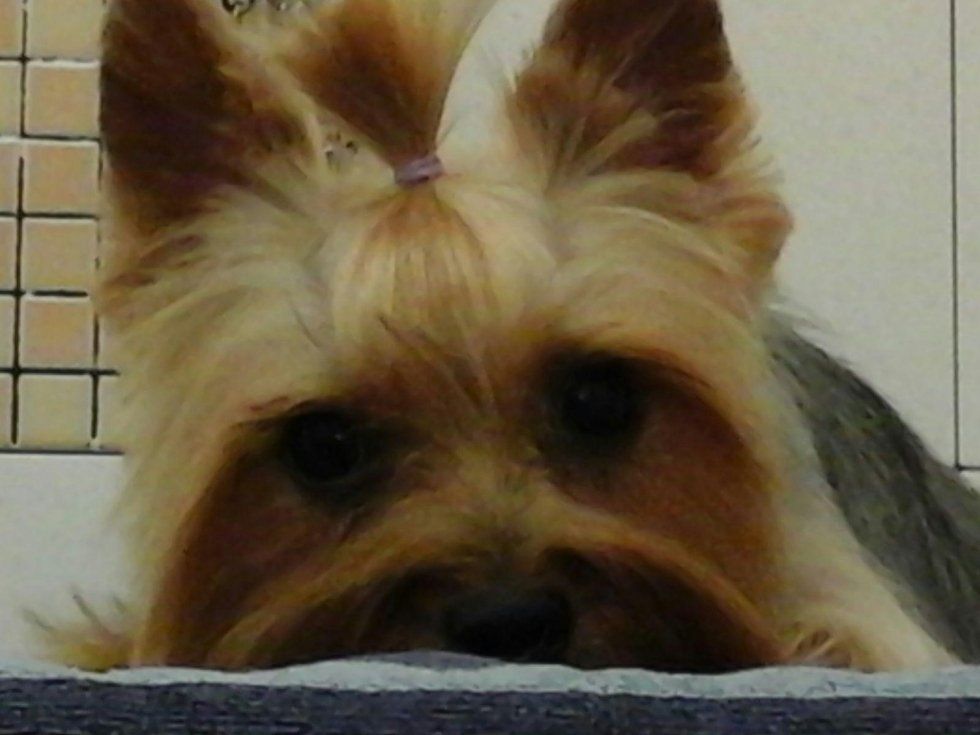 taglio pelo del cane