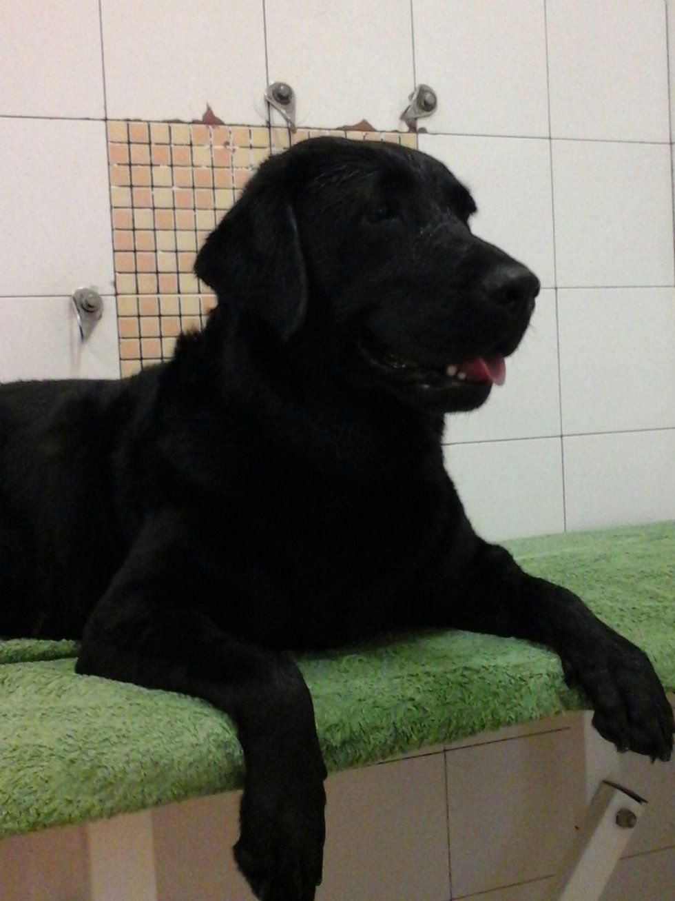 servizio di toelettatura cani