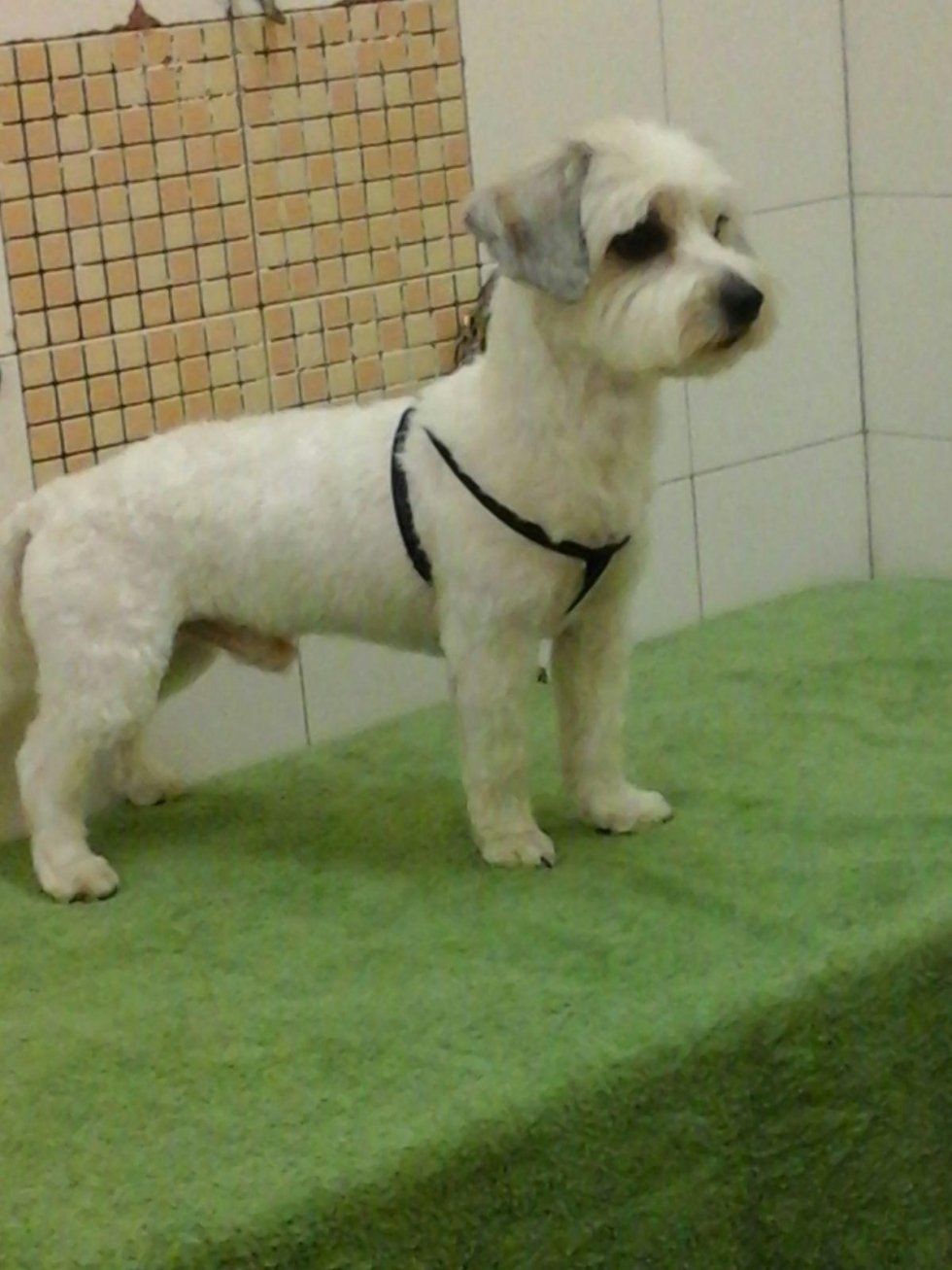 servizio di toelettatura per cani