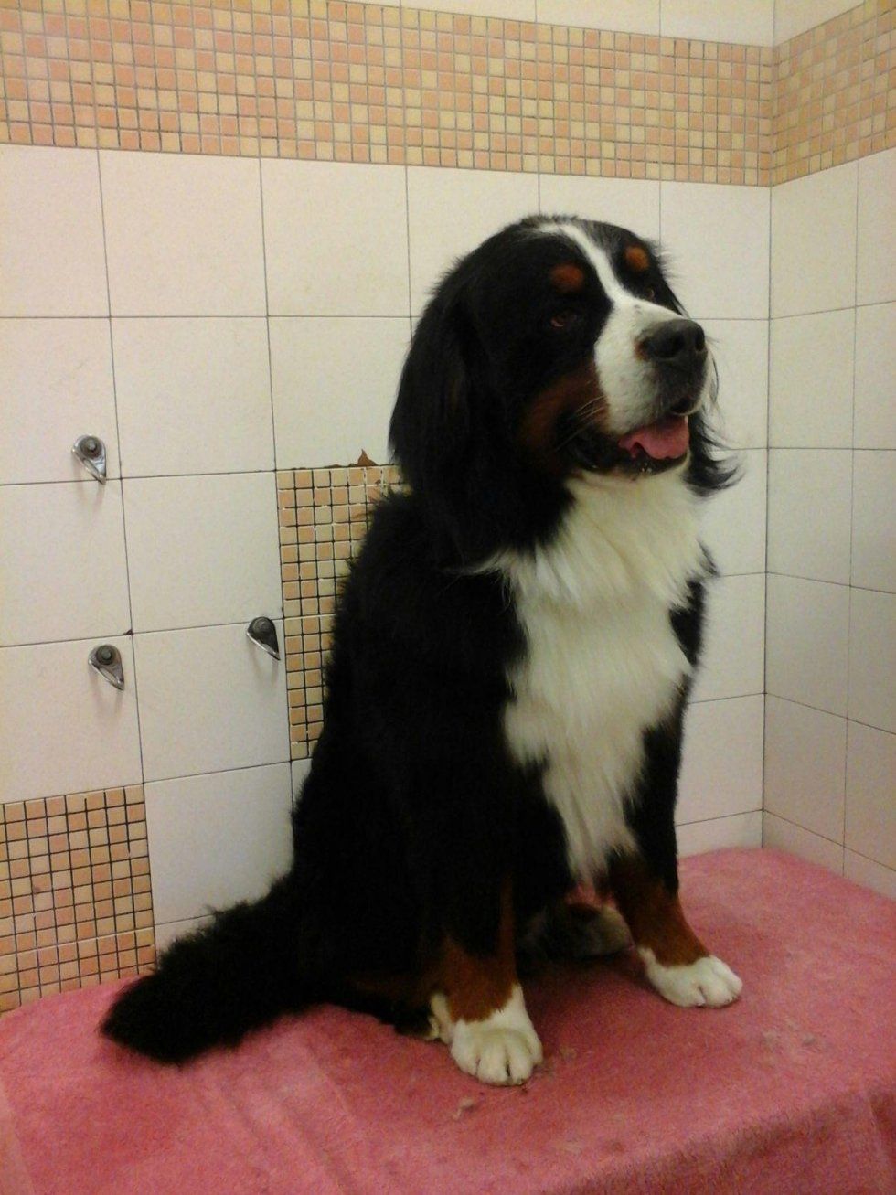 servizio di toelettatura per cani