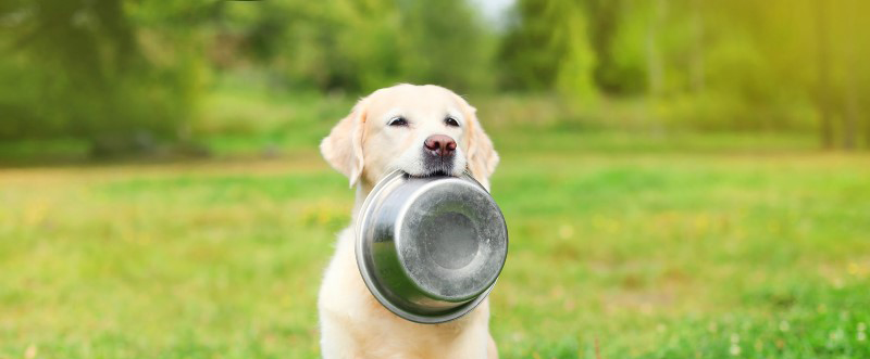 labrador con ciotola per cani