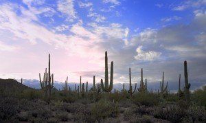 iStock_000014572985_Medium