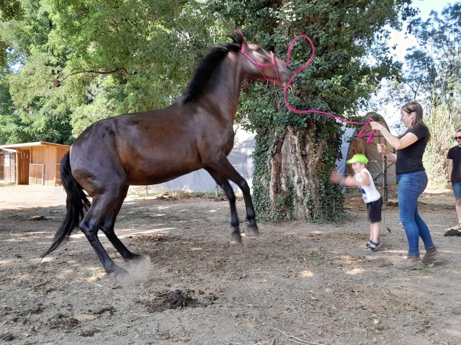 Cheval cabré, bride rouge, deux personnes près d'un arbre, enfant qui lance un jouet. En extérieur.