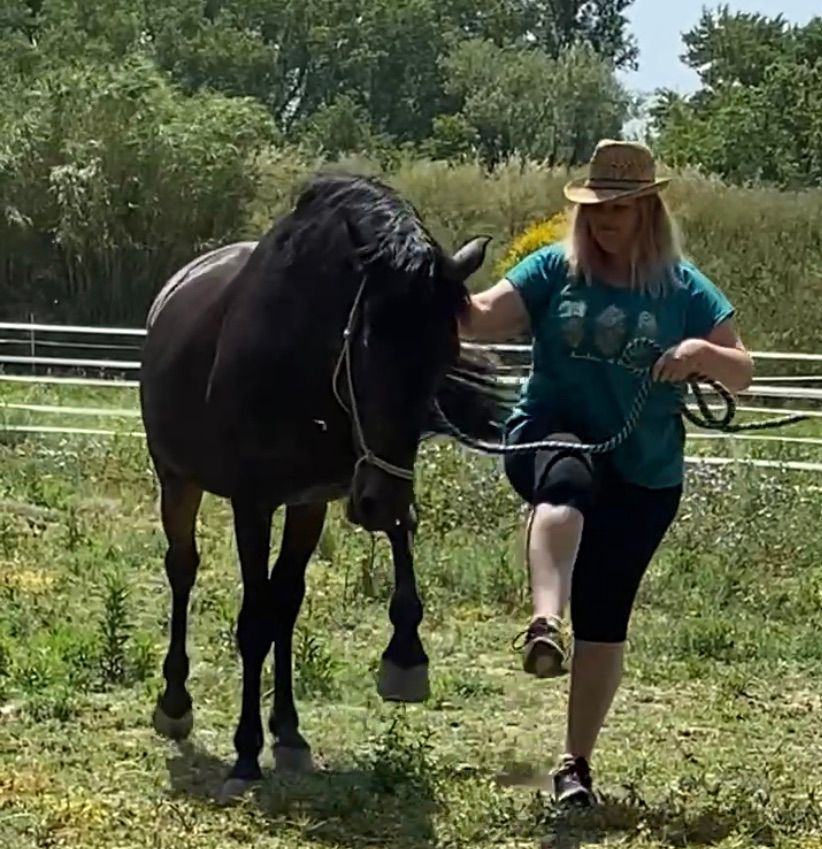 Une femme coiffée d'un chapeau mène un cheval noir dans un champ herbeux.