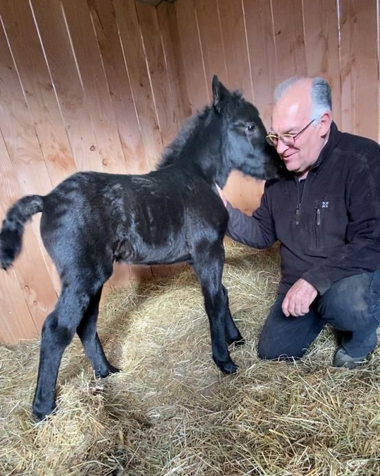 Un homme caresse un poulain noir dans une étable en bois remplie de foin.