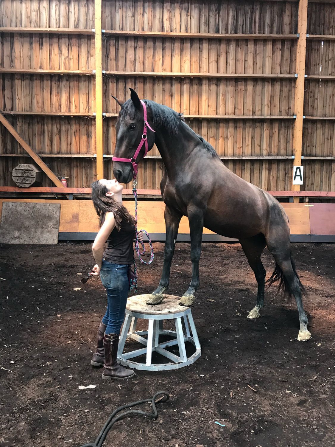 Une personne embrasse un cheval noir debout sur un tabouret à l'intérieur d'une grange en bois.