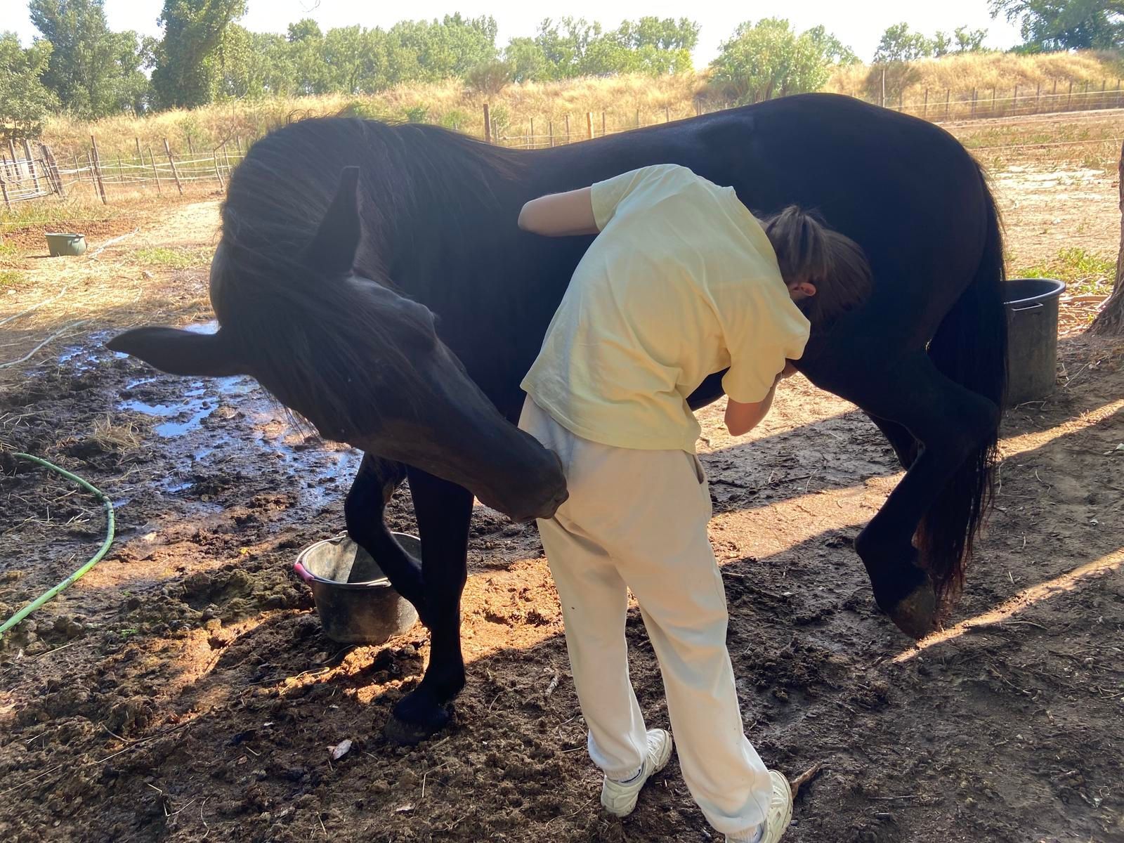 Personne pansant un cheval noir à l'extérieur.